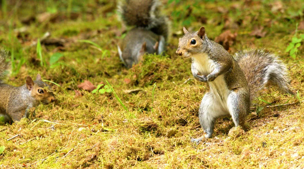 Photo of an Eastern Gray Squirrel in the wild standing upright on it's back legs.