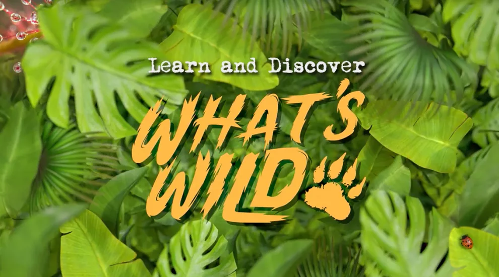 Learn and Discover What's Wild
