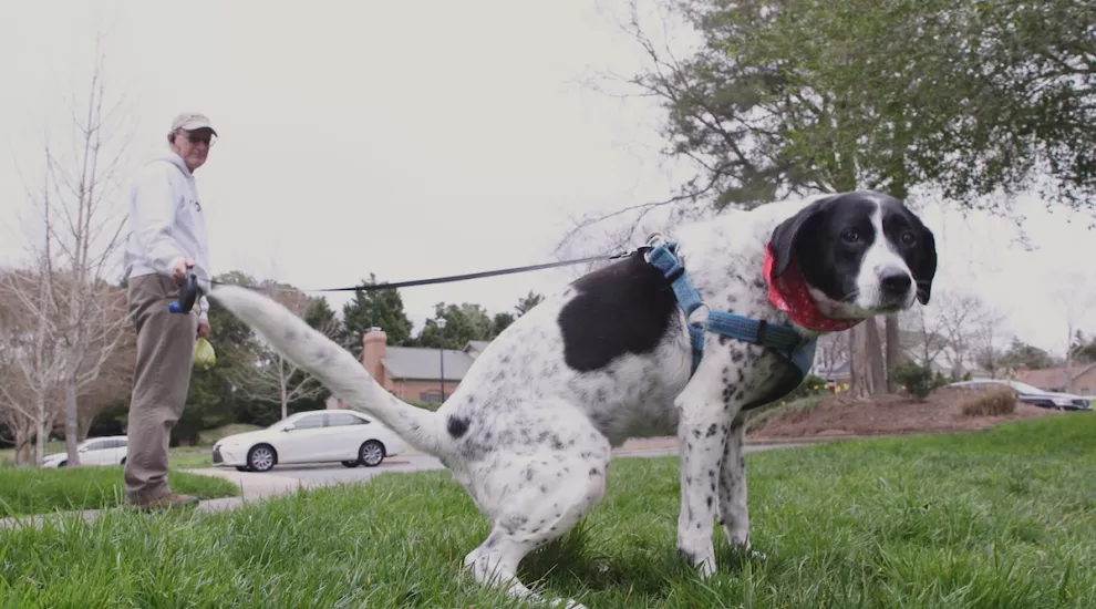 A dog pooping