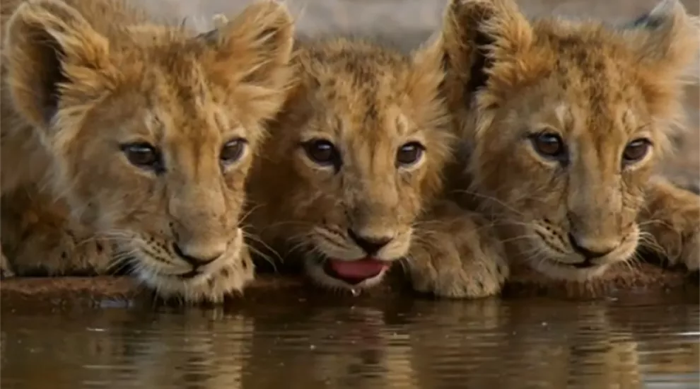 Lion cubs from Nature