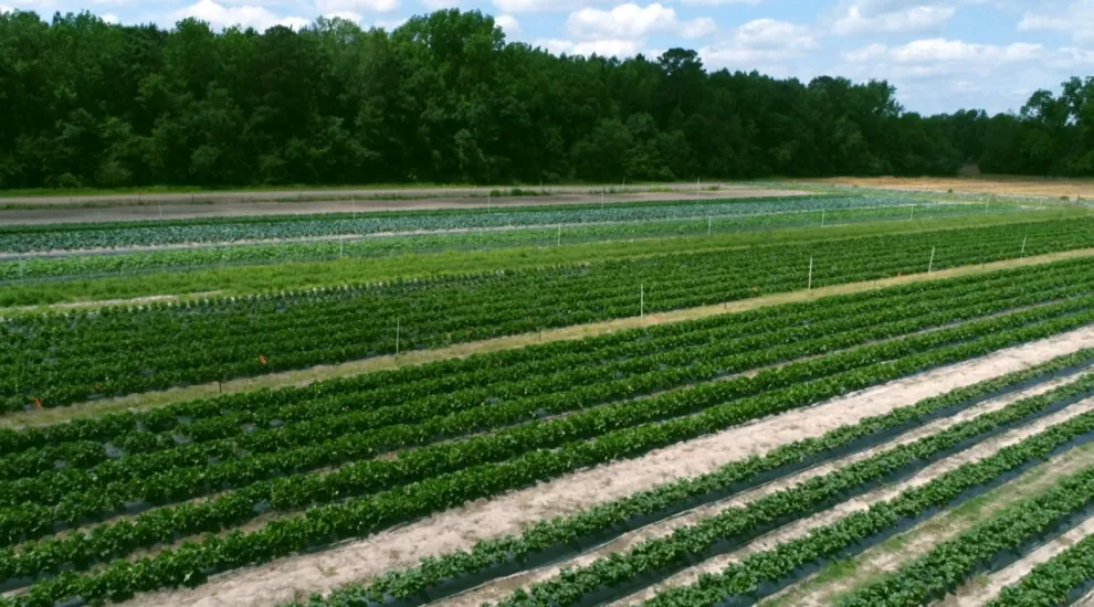 Dorr Farms 