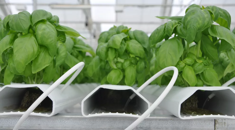 Basil Plants growing in a nutrient film tray hydroponics system