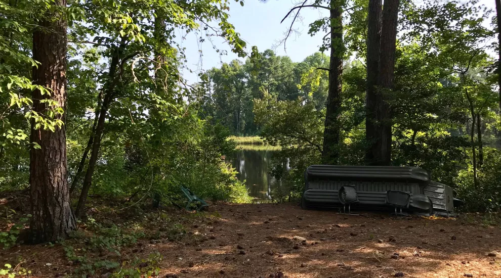 Looking through trees at a river