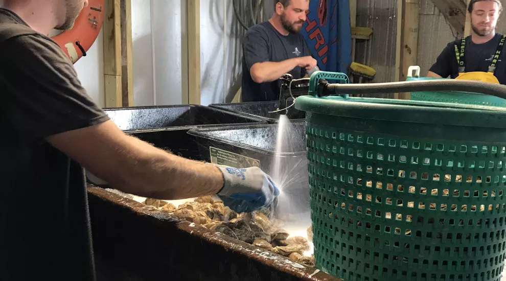 Barrier Island Oyster Co.