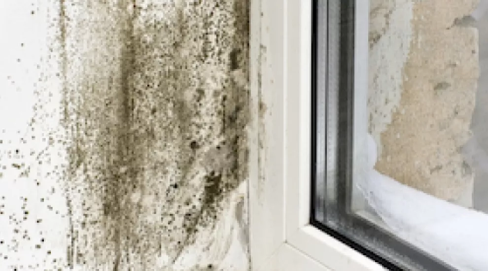 mold on window sill