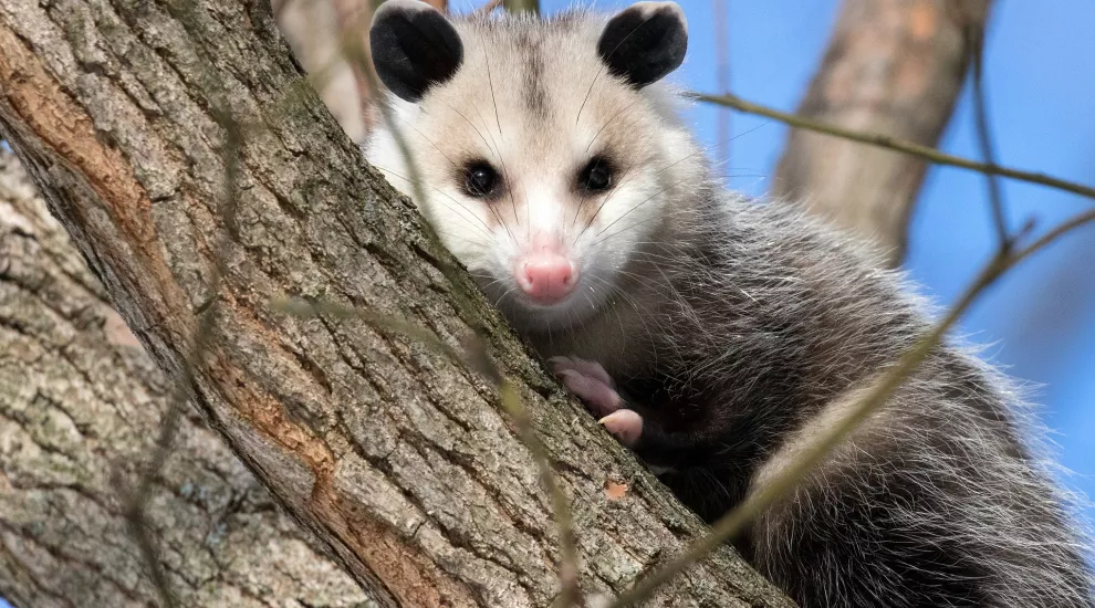 SC Wildlife- Opossums