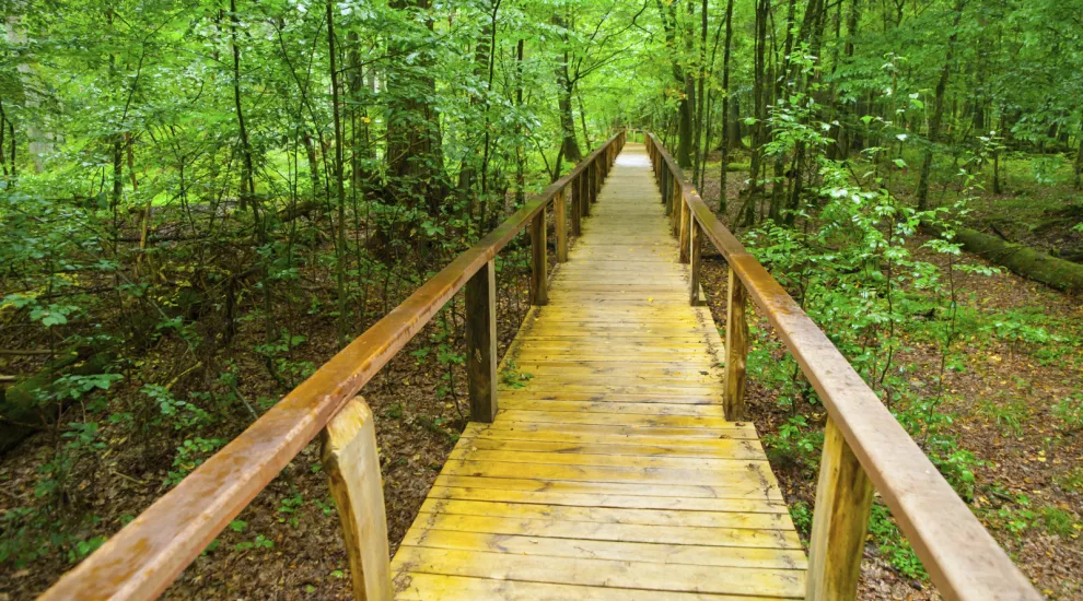wooden boardwalk through wooded park