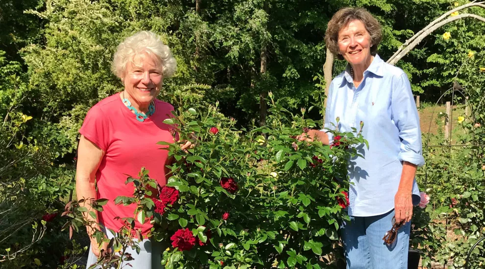 Pruning Roses and Vole Protection