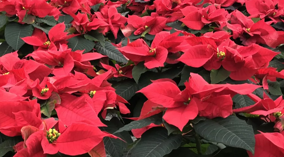 Poinsettias 