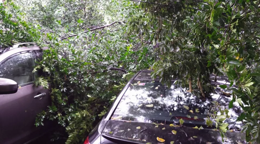 tree limbs on cars in Rosewood, Columbia