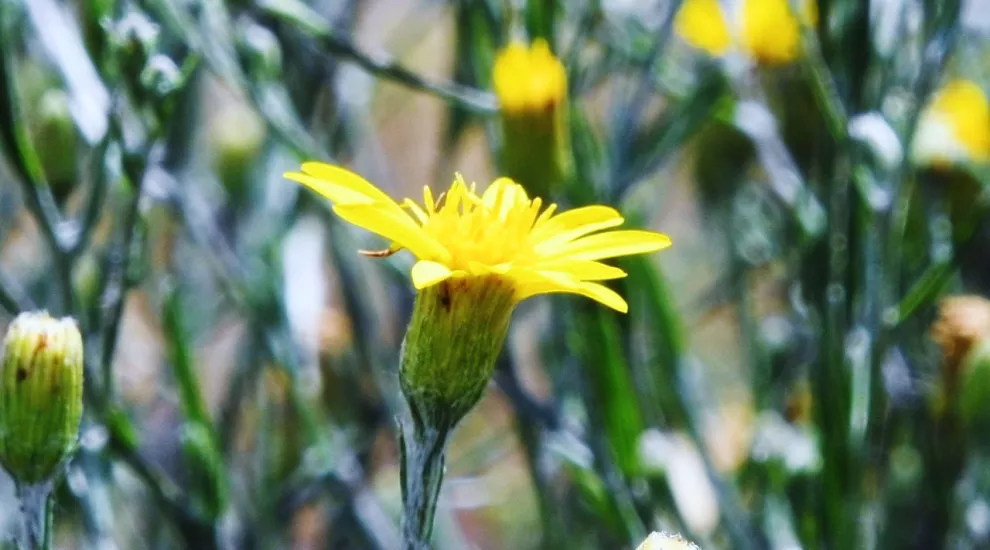 Clemson Sandhills Garden