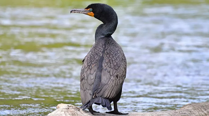 A double-crested cormorant