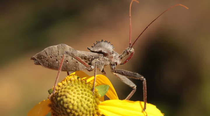 A wheel bug