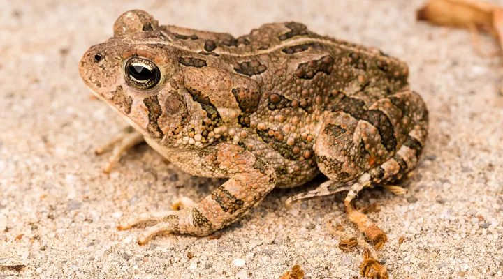 Fowler's toad