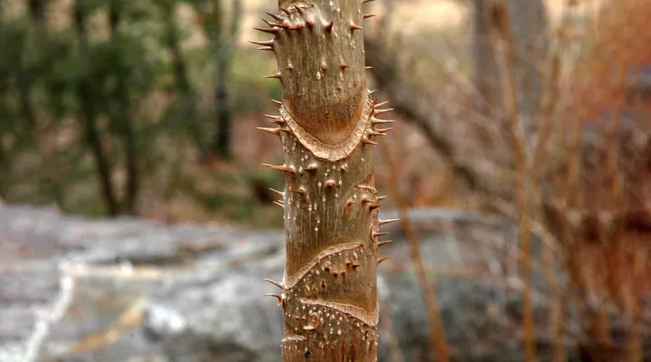 Stalk of a devil's walking stick at the Asheville Botanical Gardens, Asheville, North Carolina