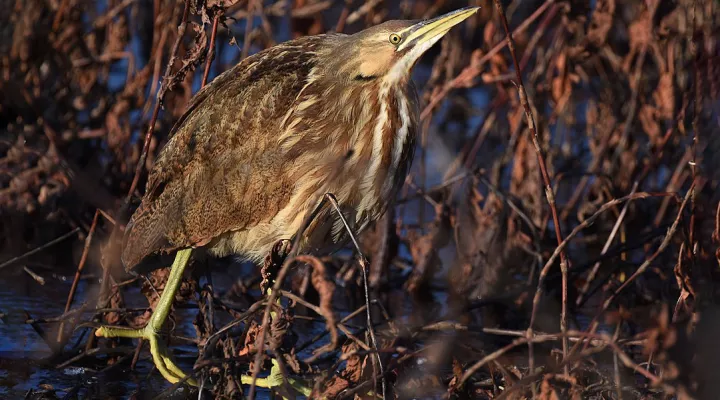 An American Bittern