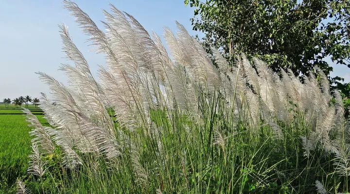 Plume grass