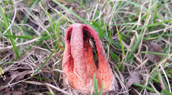 A column stinkhorn (Clathrus columnatus).