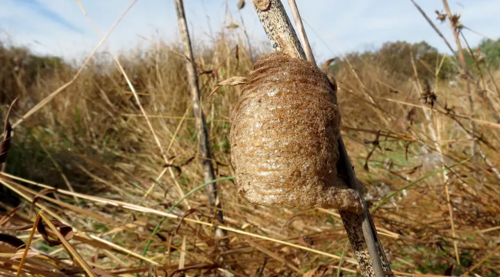 Chinese mantis egg case