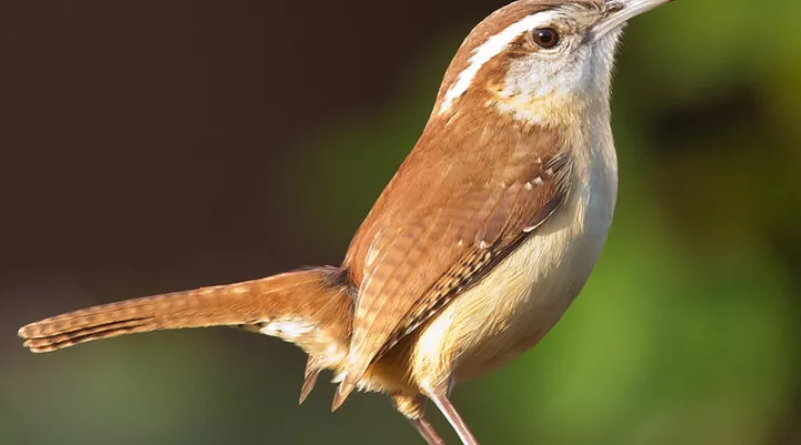 A Carolina wren.