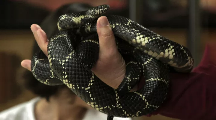 An Eastern King Snake