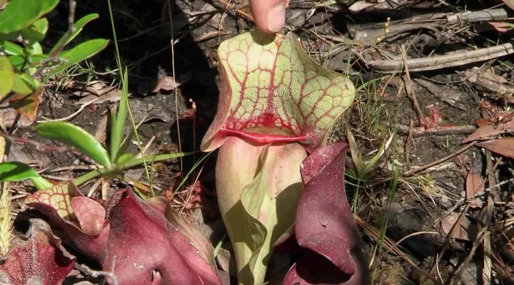  Burk's Pitcher Plants