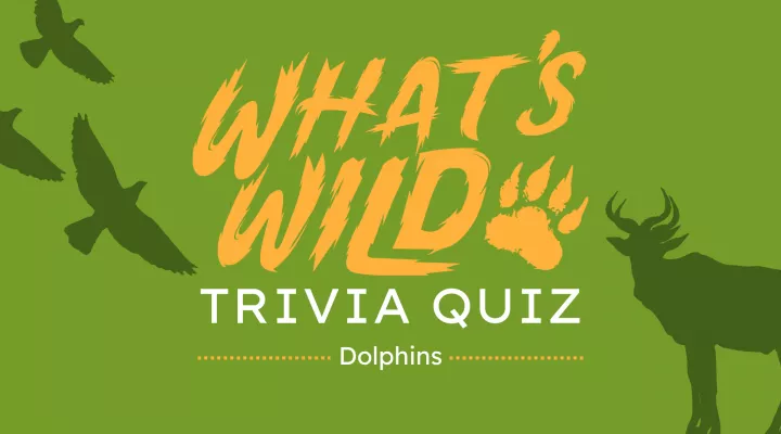 What's Wild - Dolphins┃Trivia Quiz