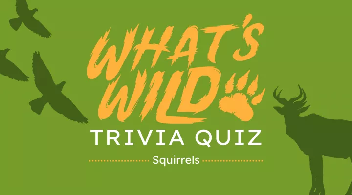 What's Wild - Squirrels┃Trivia Quiz