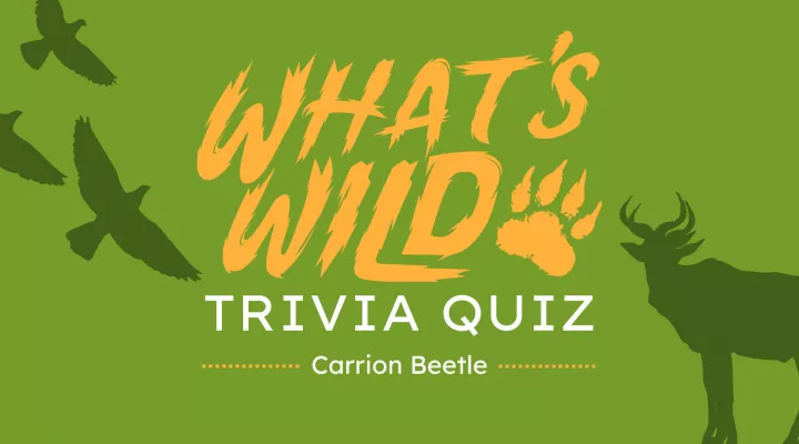 What's Wild - Carrion Beetle┃Trivia Quiz
