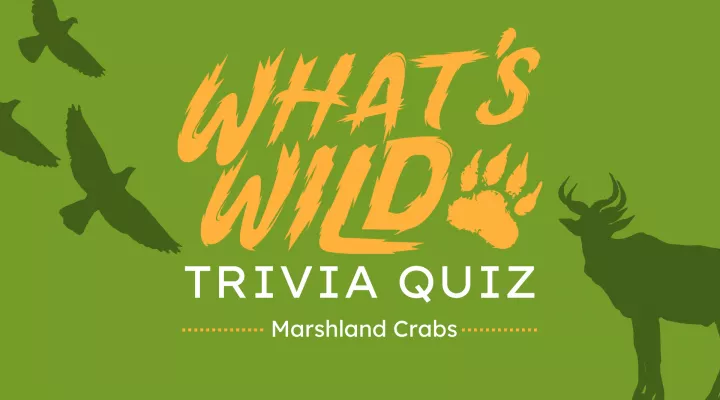 What's Wild - Marshland Crabs┃Trivia Quiz