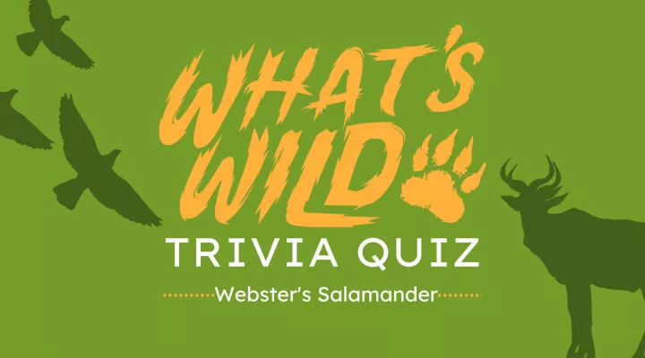 What's Wild -Webster's Salamander┃Trivia Quiz