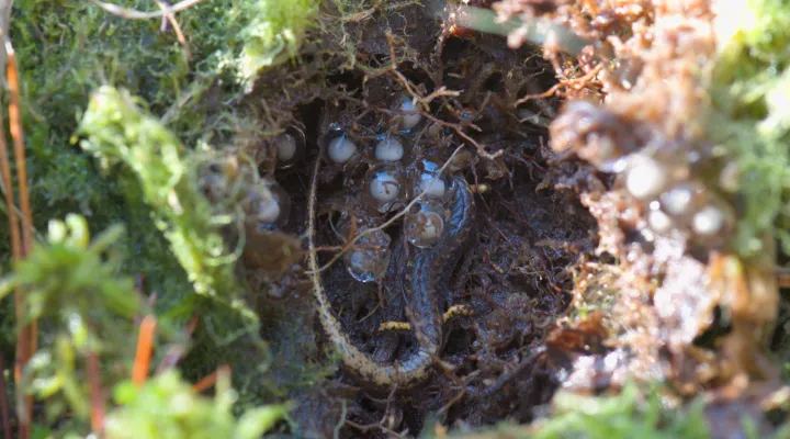 Four-toed salamander guarding nest of eggs