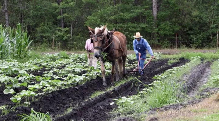 Freewood Farms