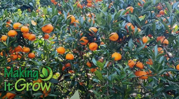  Farm Grows Its Citrus