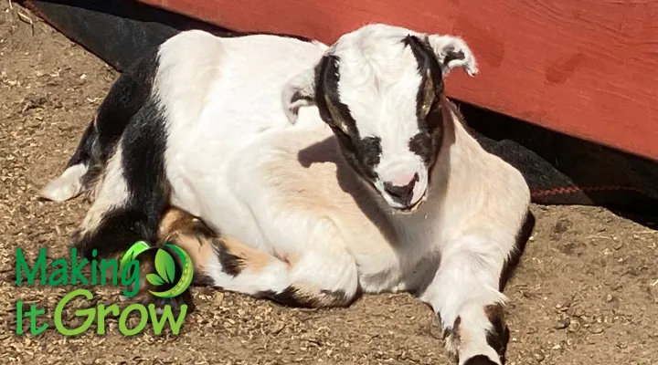 Goatery at Kiawah River