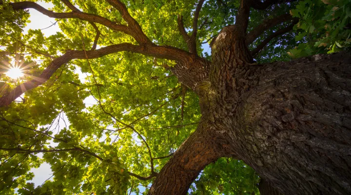 Oak tree