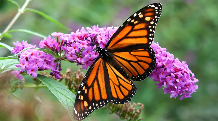 Monarch
