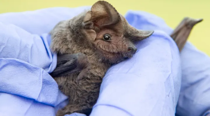 Bat