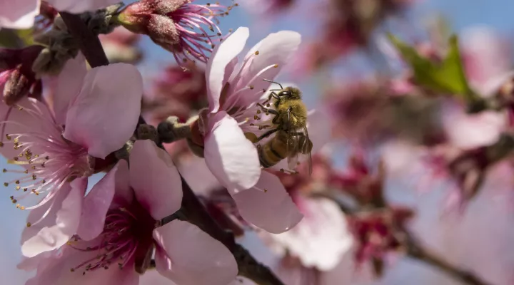 Bee pollinating flower