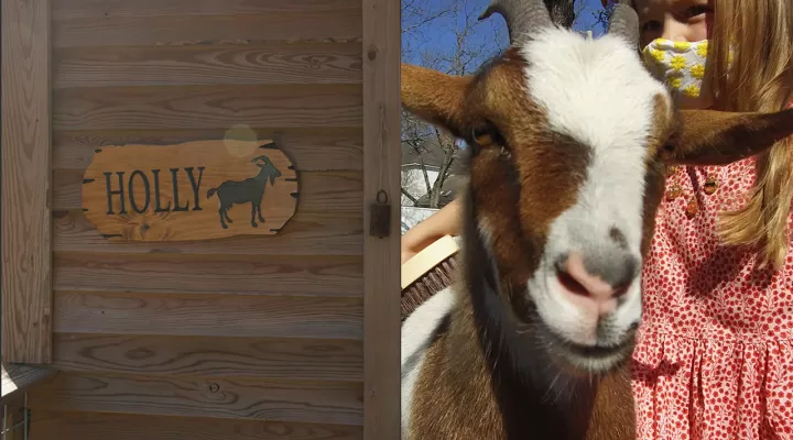 Goats at Briggs Elementary