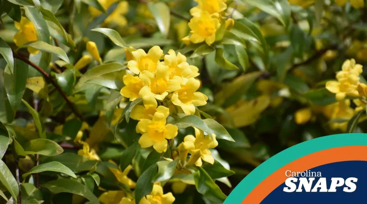 The Carolina Jessamine