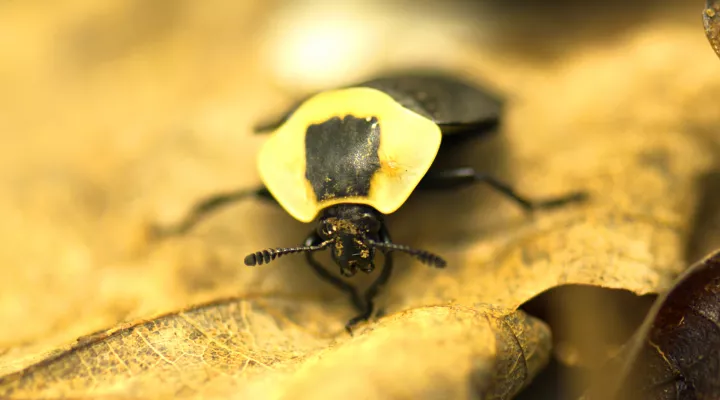 Closeup photograph of the Carrion Beetle