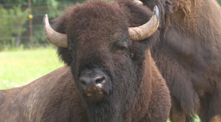 Photo of an American Bison.