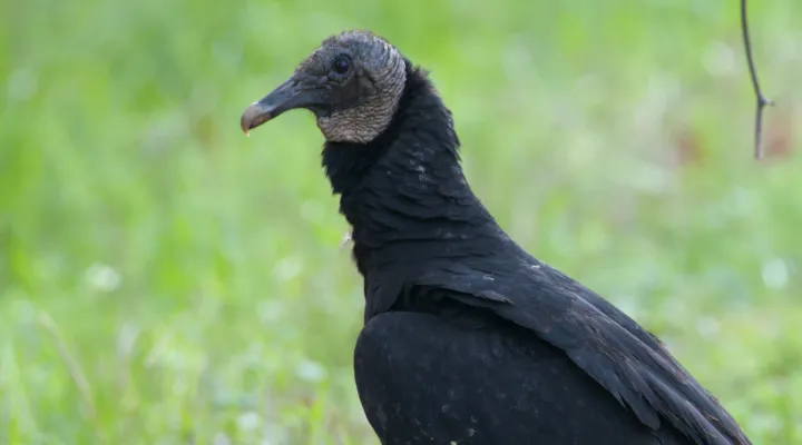 Photo of a black turkey vulture.