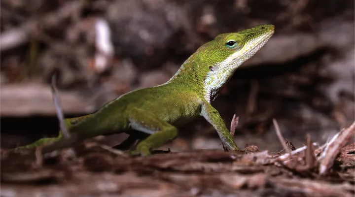 Green Anole