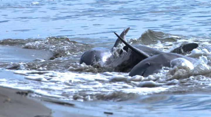 Photo of dolphins breaching while strand feeding on a beach.