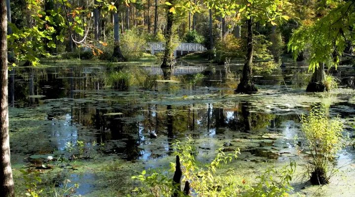 Photograph of a black water swamp with lilly pads and green algae