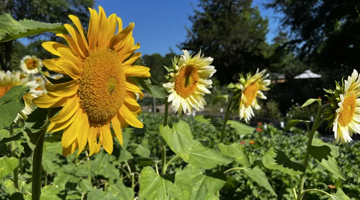 Sunflowers
