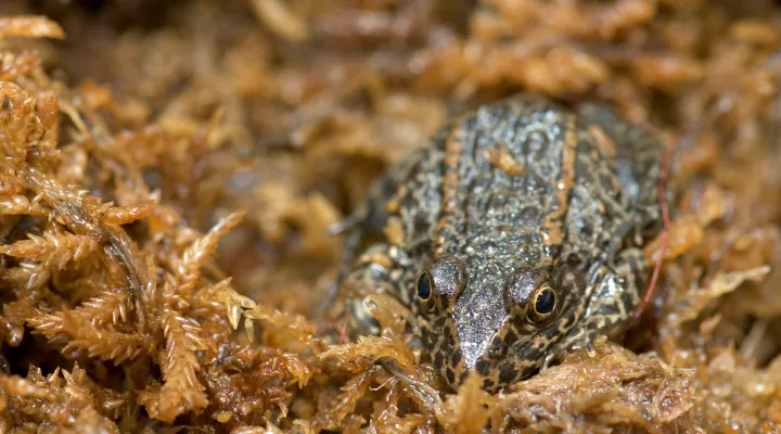 Gopher Frogs