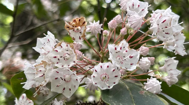Kalmia Gardens